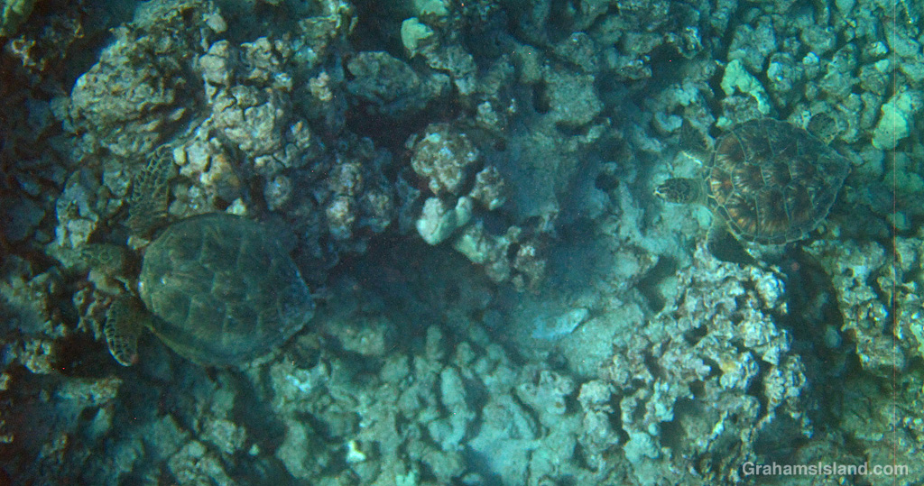 Two Hawaiian Green Turtles in the waters off Hawaii