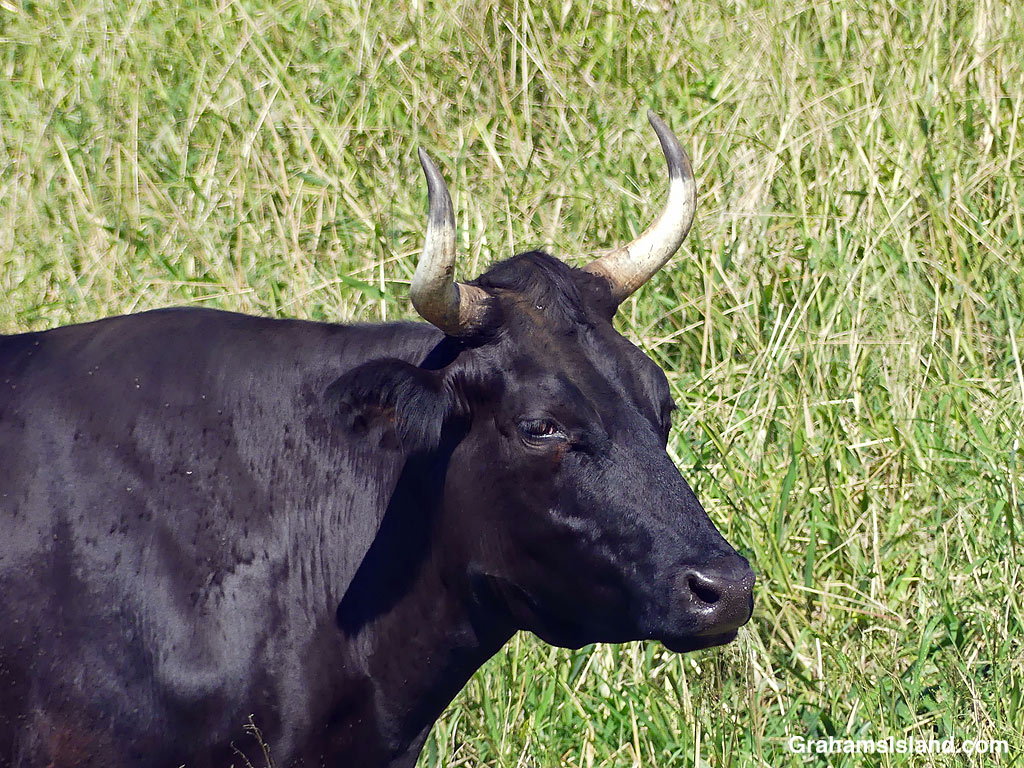 A cow with curling horns in Hawaii