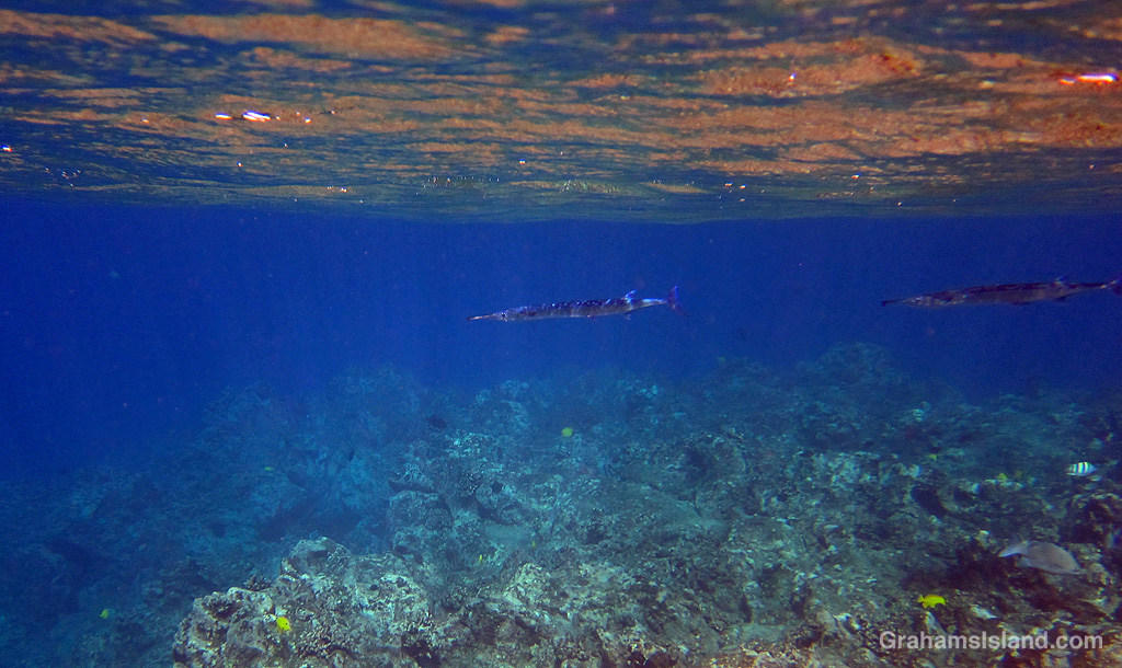 Crocodile Needlefish swim just below the surface in Hawaii