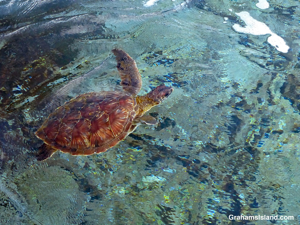 A green turtle swims in the waters off Hawaii