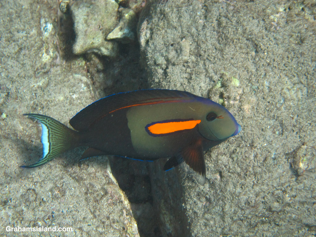 An Orangeband Surgeonfish in the waters off Hawaii