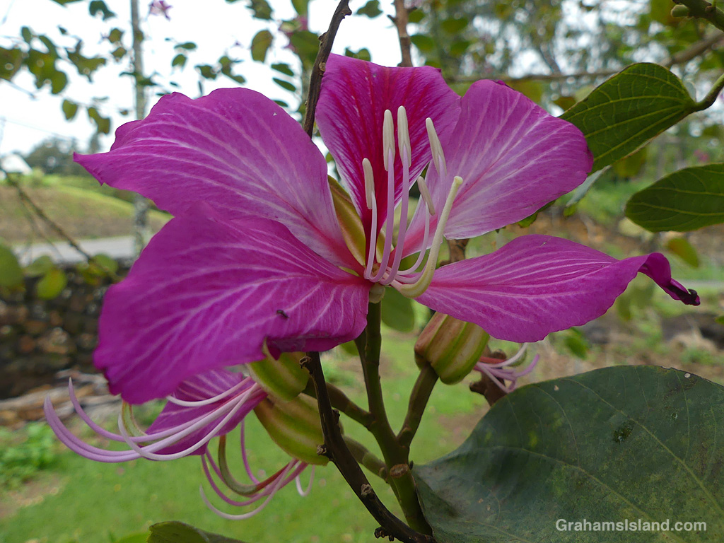 An orchid tree flower in Hawi, Hawai