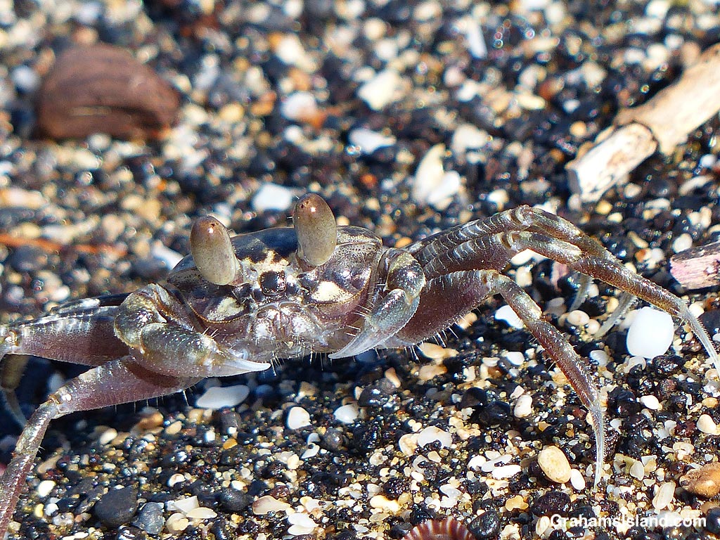 A Pallid Ghost crab blends int o the beach in Hawaii