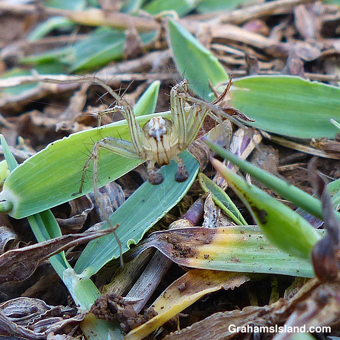 A Striped Lynx spider in Hawaii