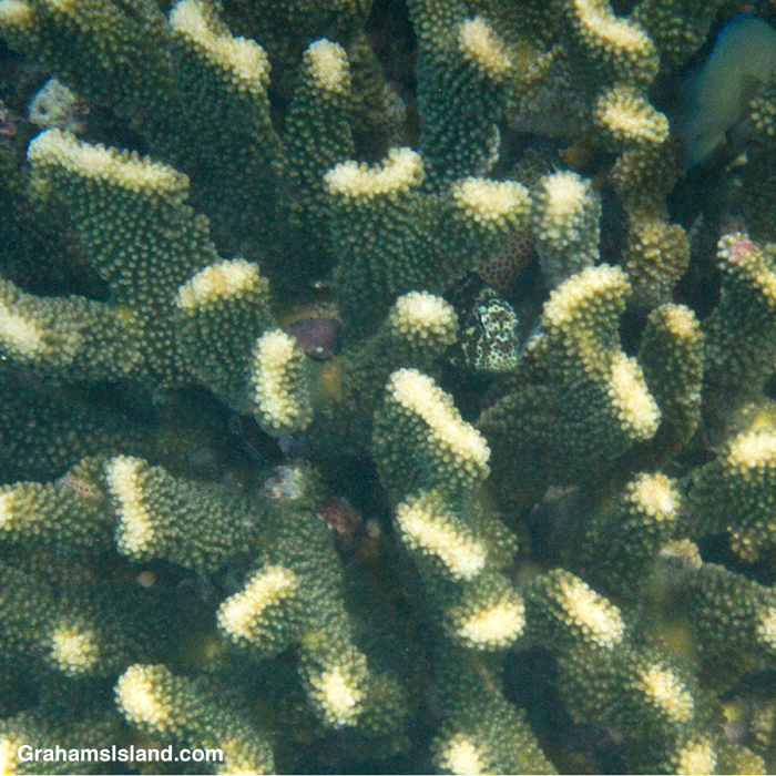A Spotted Coral Blenny peeks out from a head of Cauliflower Coral in Hawaii