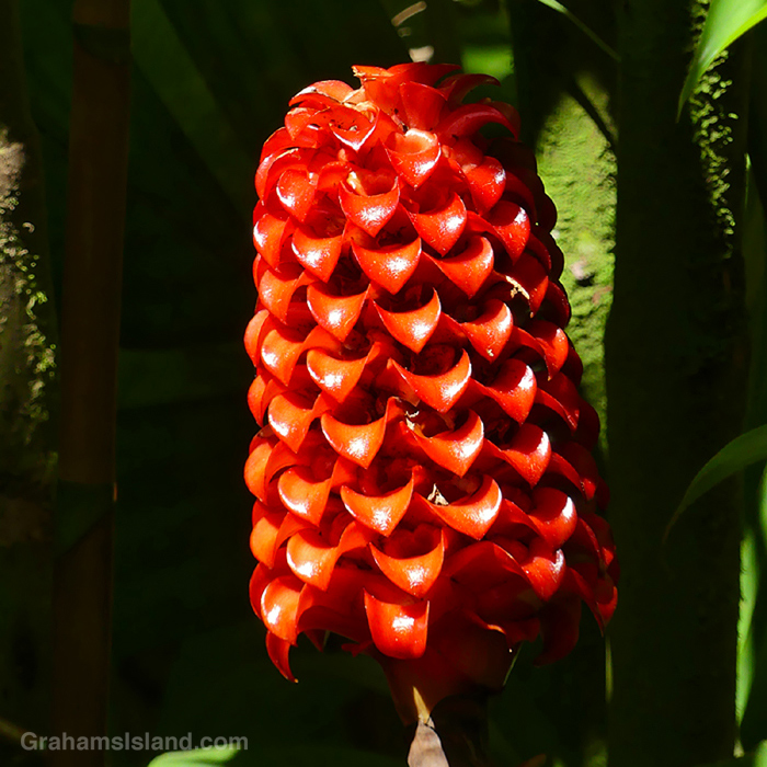 An Indonesian Wax Ginger glows in the sunlight