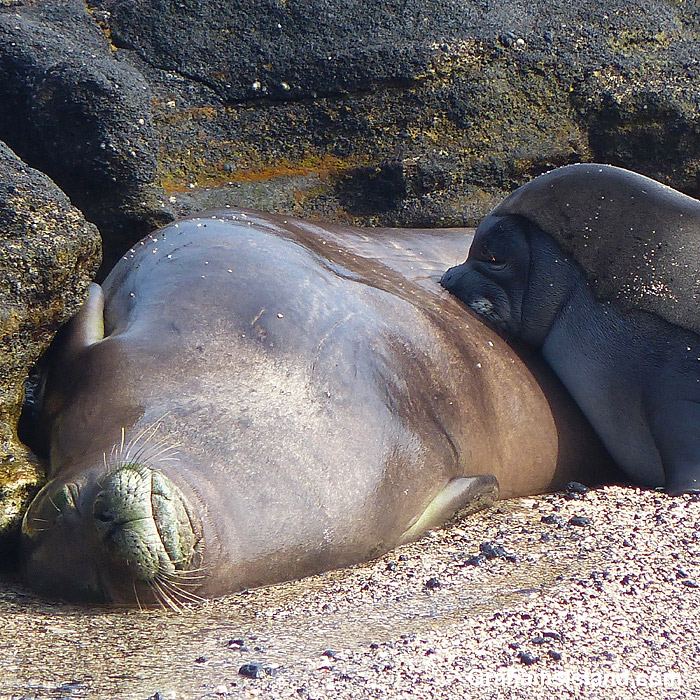 A Hawaiian Monk Seal and pup at Kekaha Kai Beach Park, Hawaii