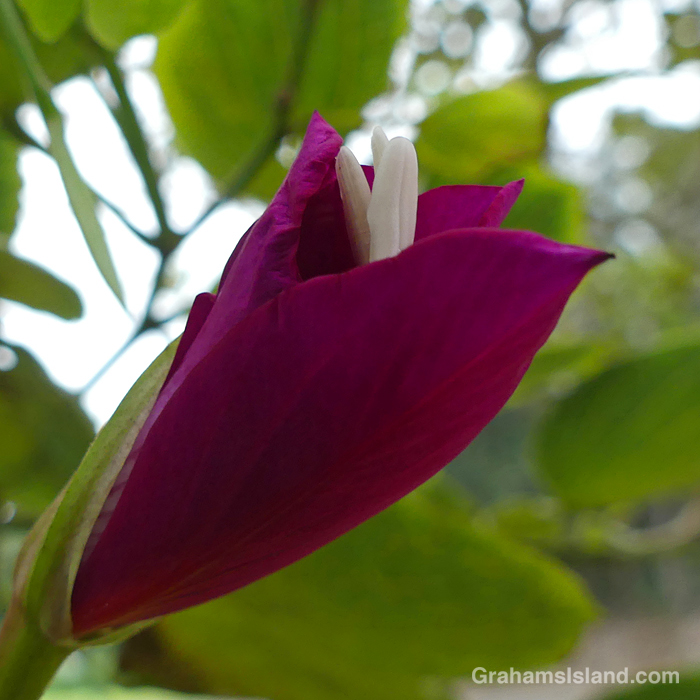 An Orchid Tree flower opens in Hawaii
