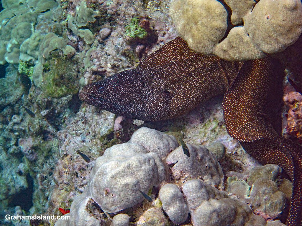 A Whitemouth Moray Eel in the waters off Hawaii