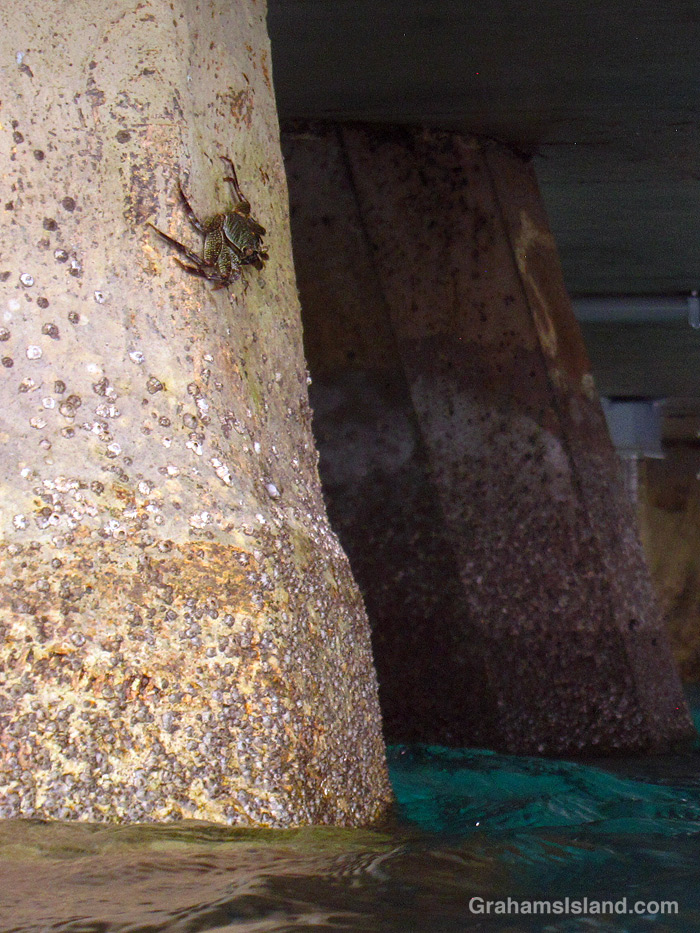 An Aama crab on a piling in Kawaihae Harbor, Hawaii