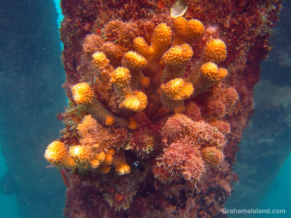 Antler Coral on a piling in Kawaihae Harbor, Hawaii