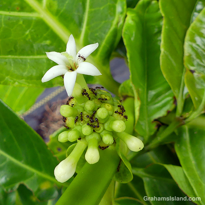 Ants on a noni plant in Hawaii