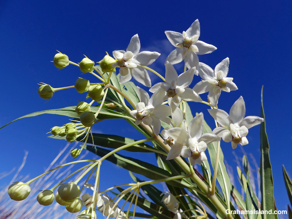 Balloon plant flowers on the Kau Desert Trail in Hawaii