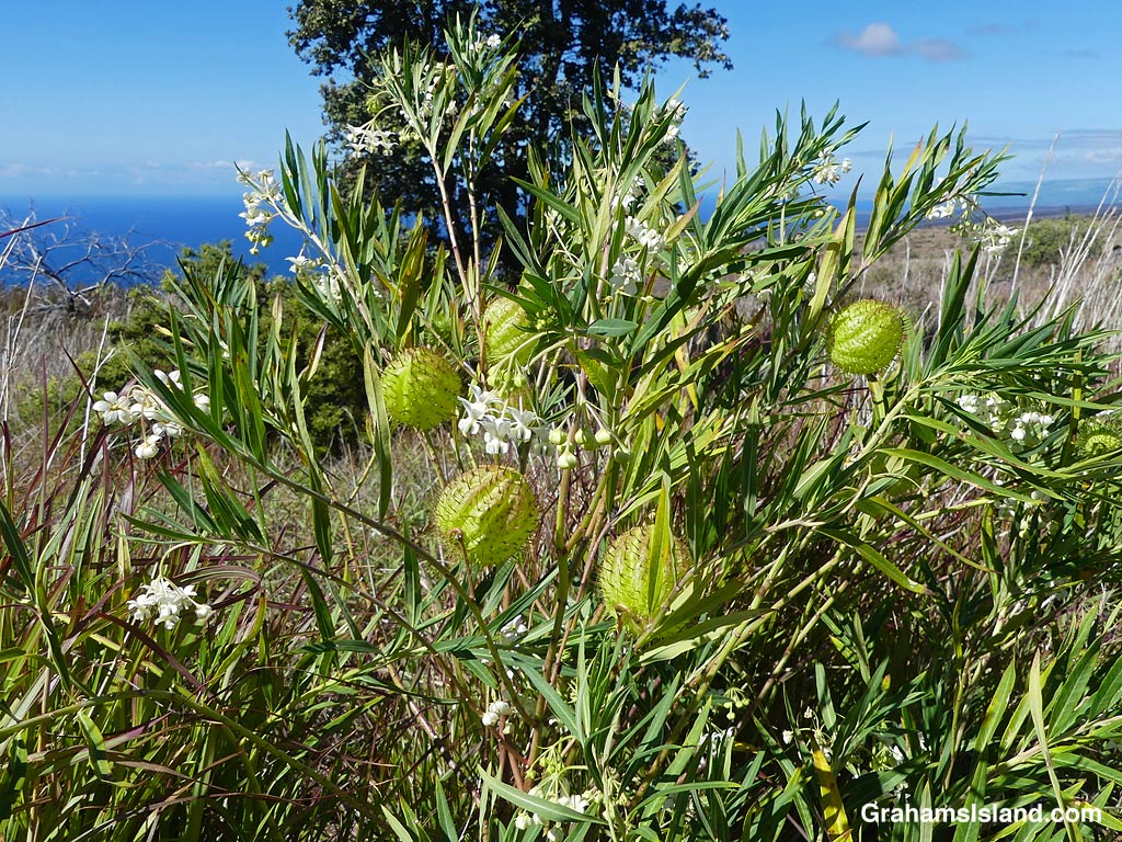 Balloon plants on the Kau Desert Trail in Hawaii