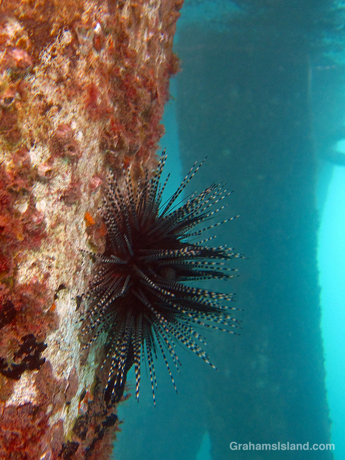 A Banded Urchin on a piling in Kawaihae Harbor, Hawaii