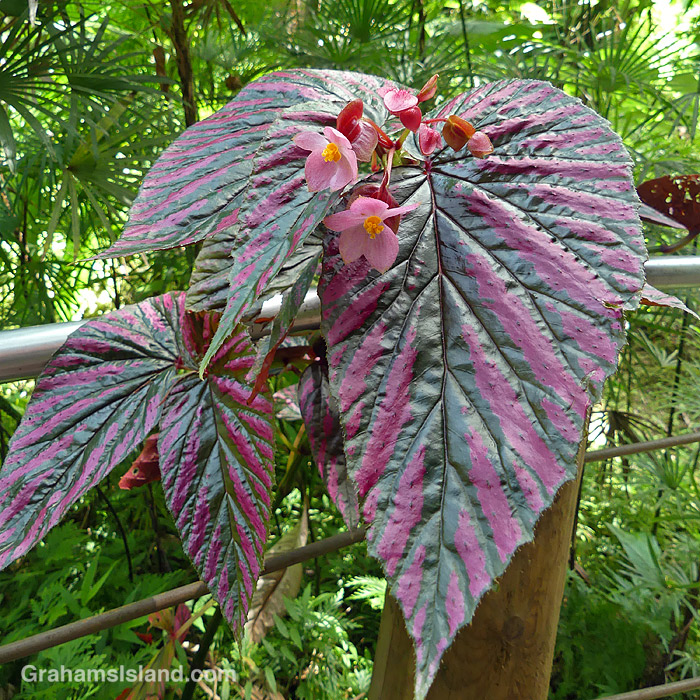 A Begonia brevirimosa subsp. exotica plant at Hawaii Tropical Bioreserve and Gardens