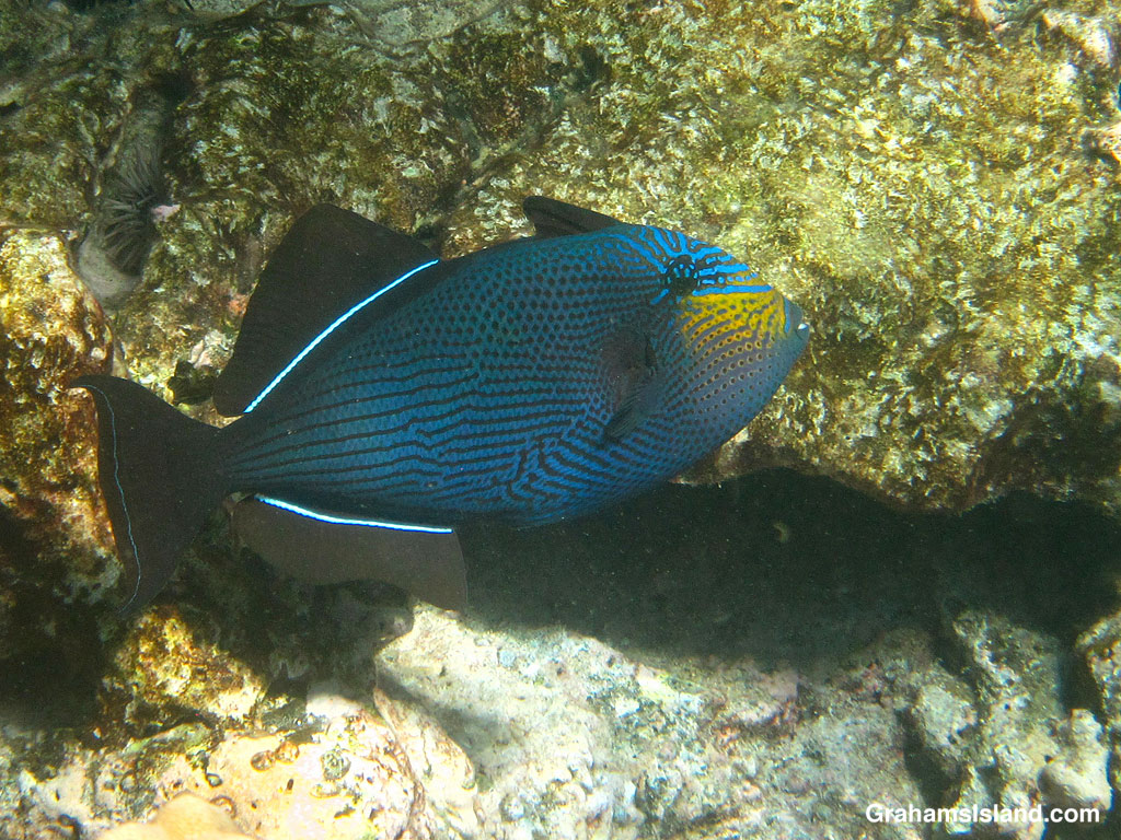 A Black Triggerfish looking agitated in the waters off Hawaii