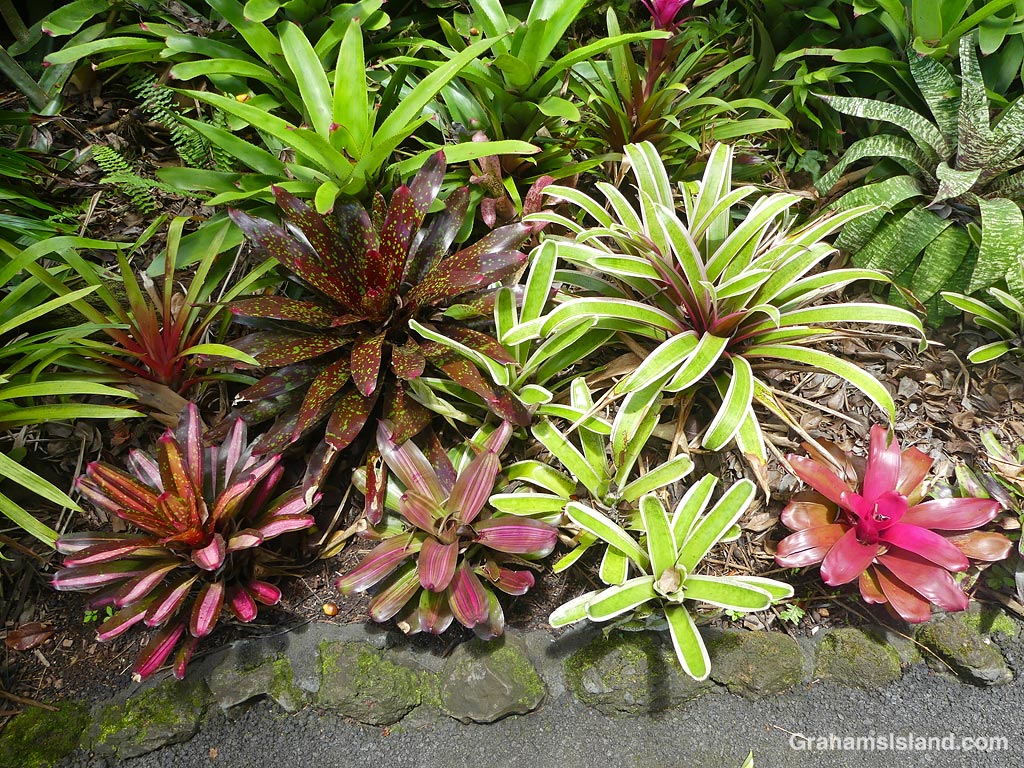 Bromeliads at Hawaii Tropical Bioreserve and Gardens