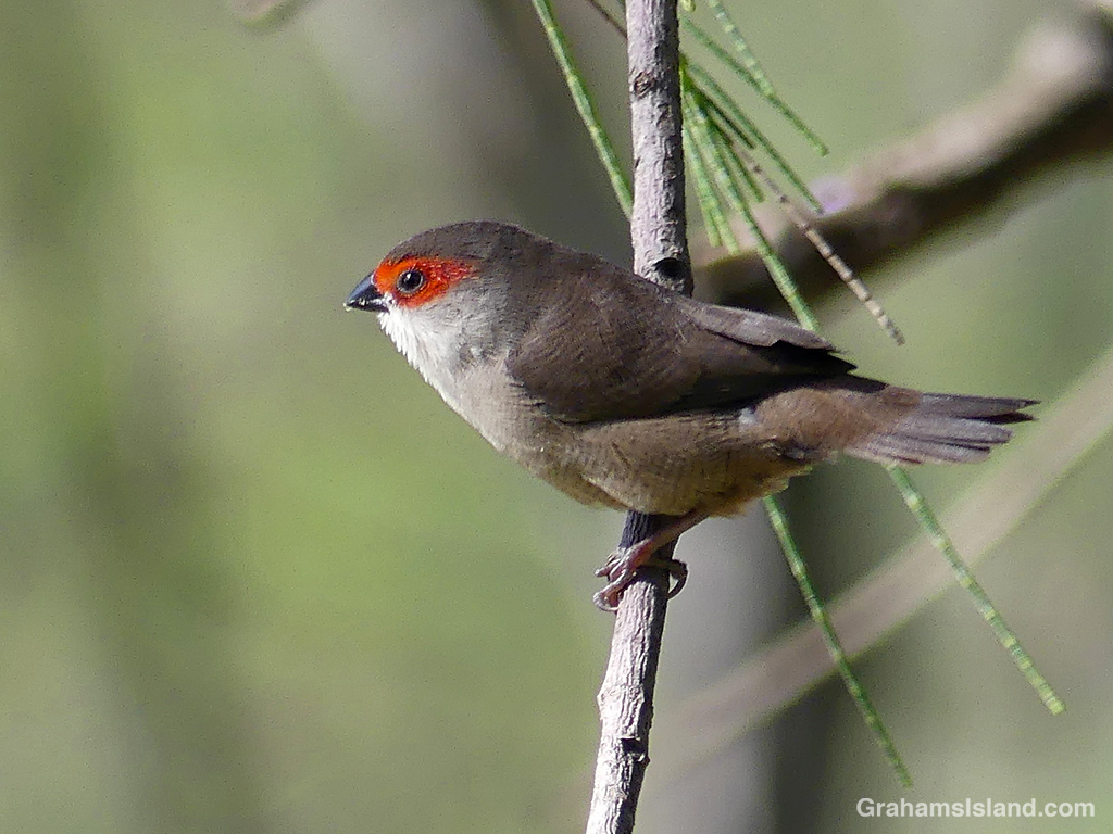 A Common Waxbill watches from a branch in North Kohala. Hawaii