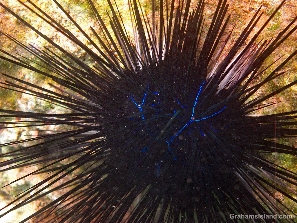 A Diadema savignyi urchin on a rock in Kawaihae Harbor, Hawaii
