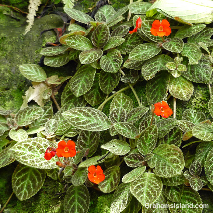 An Episcia plant at Hawaii Tropical Bioreserve and Gardens