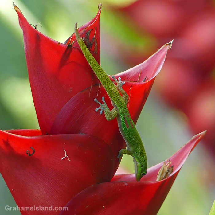 A Gecko on a heliconia at Hawaii Tropical Bioreserve and Gardens