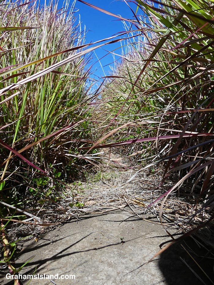 Grass borders the Kau Desert Trail in Hawaii
