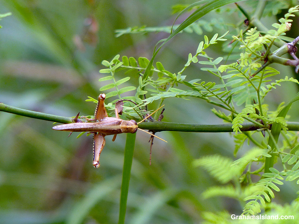 A grasshopper on a kiawe branch in Hawaii