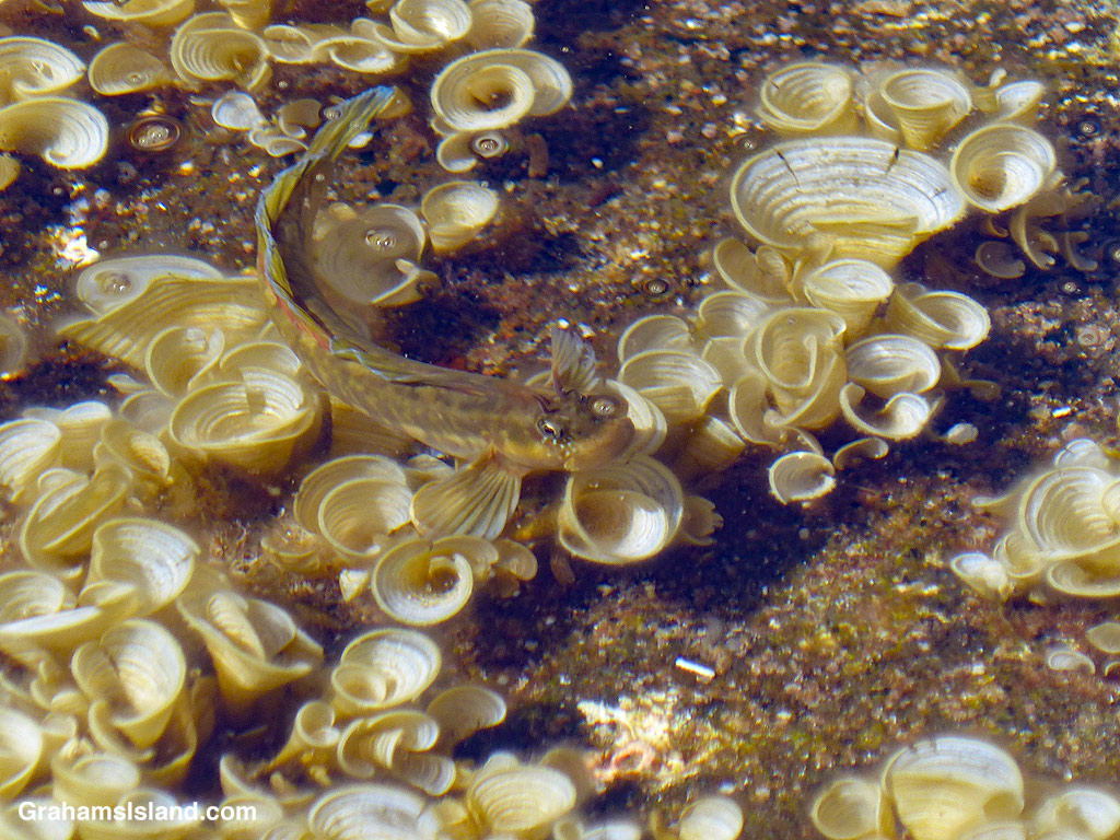 Hawaiian Zebra blenny and Padina japonica in a tide pool in Hawaii