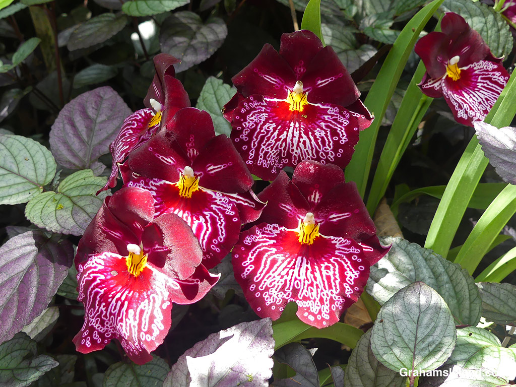 A Lennart Karl Gottling 'Hula Skirt' orchid at Hawaii Tropical Bioreserve and Gardens
