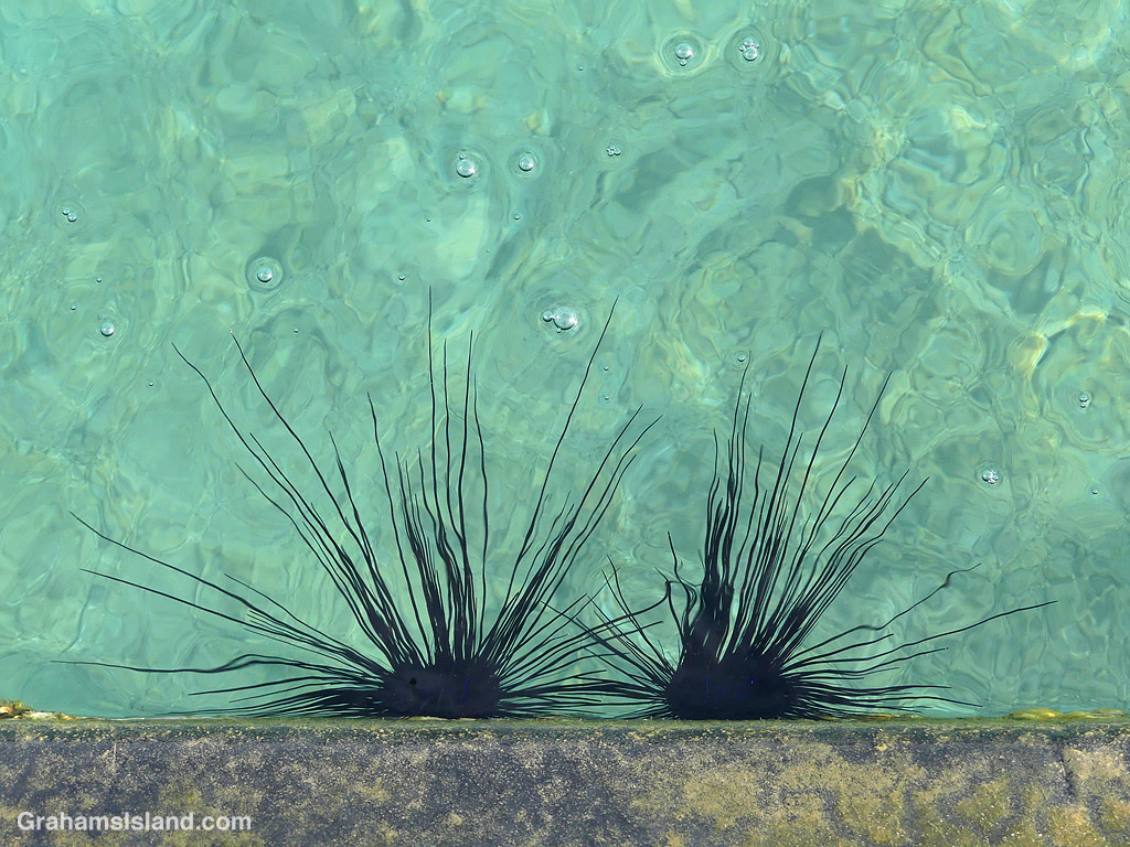Long-spined Urchins in Hawaii