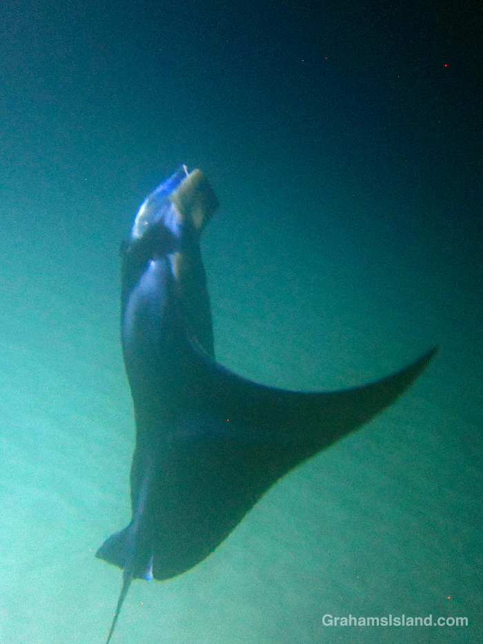 A manta ray swims in the waters off Mauna Kea Resort, Hawaii
