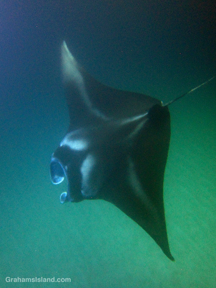 A manta ray swims in the waters off Mauna Kea Resort, Hawaii