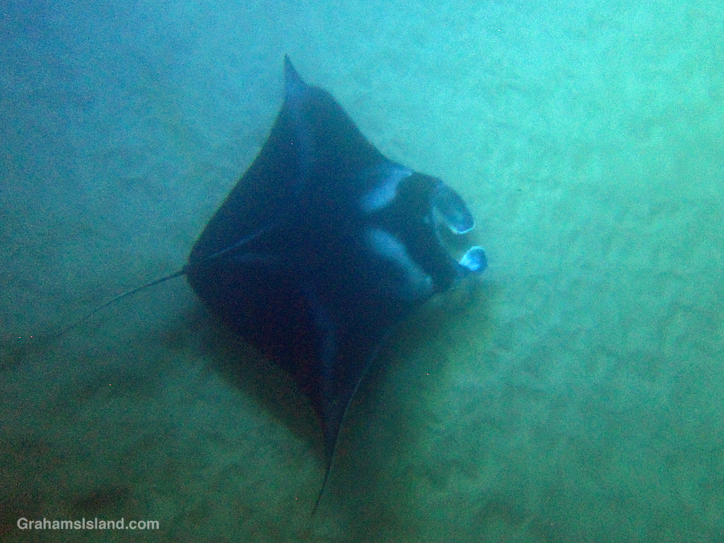 A manta ray swims in the waters off Mauna Kea Resort, Hawaii