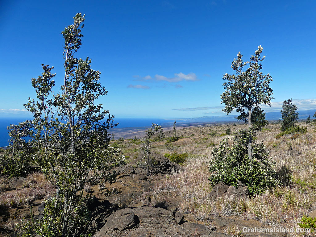 Ohia trees on the Kau Desert Trail in Hawaii