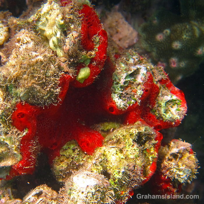 Orange Red Didemnid in Kawaihae Harbor, Hawaii