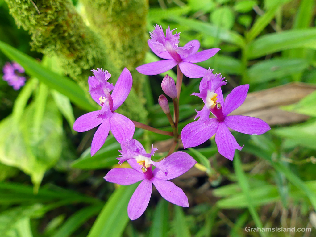 A Philippine Ground Orchid at Hawaii Tropical Bioreserve and Gardens