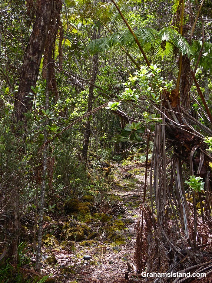 Part of the Pu'u O'o Trail in Hawaii