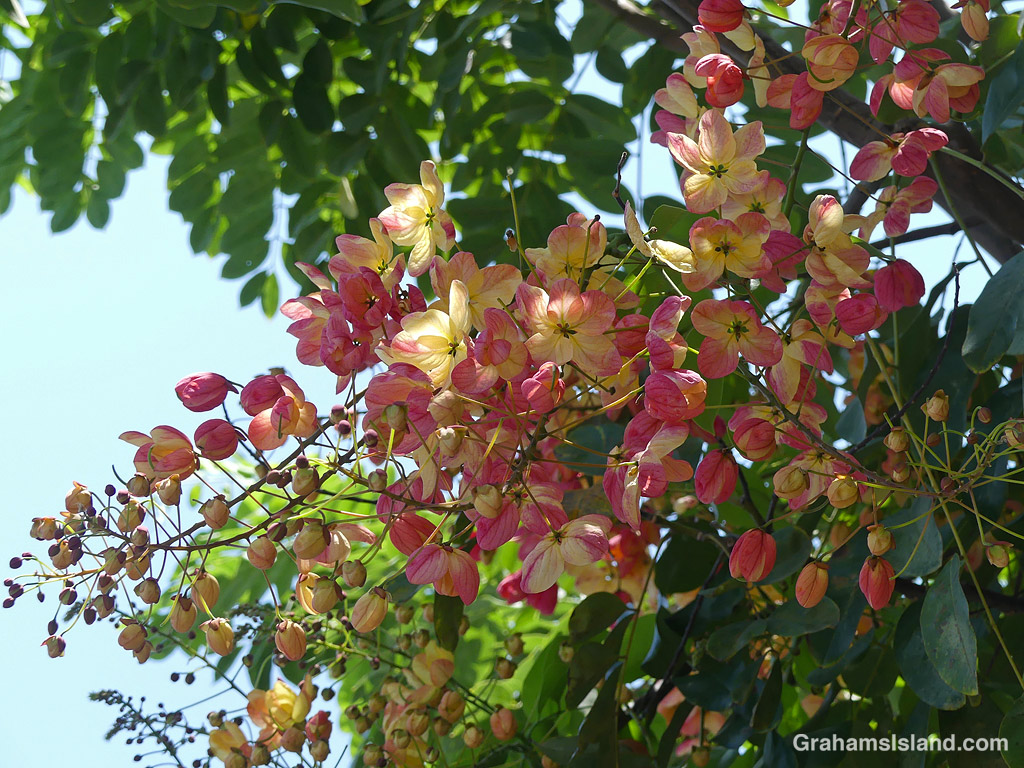 The flowers of a rainbow shower tree in Hawaii