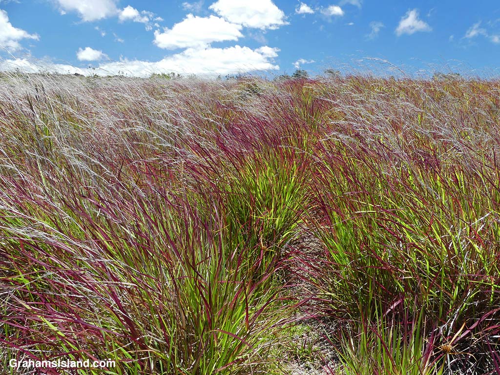 Grass borders the Kau Desert Trail in Hawaii