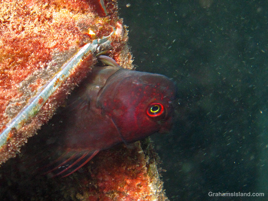 A Scarface Blenny Peeks out from under a step at Mahukona, Hawaii