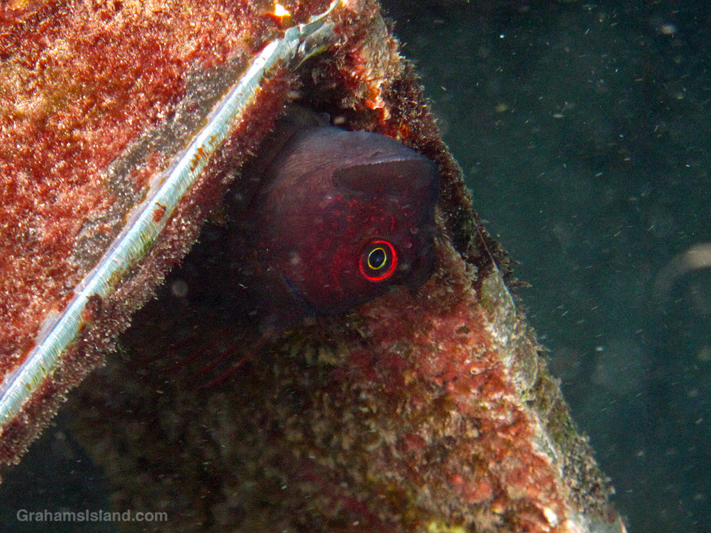 A Scarface Blenny Peeks out from under a step at Mahukona, Hawaii