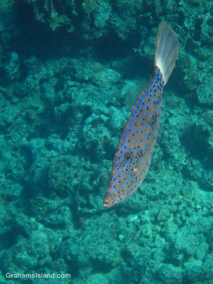 Scrawled Filefish | Graham's Island