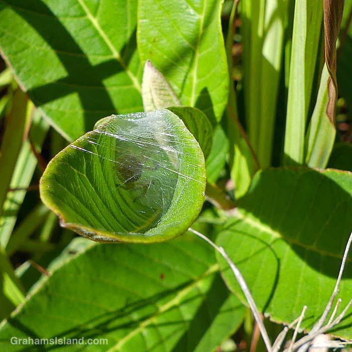 A spider wrapped in a leaf on the Kau Desert Trail in Hawaii