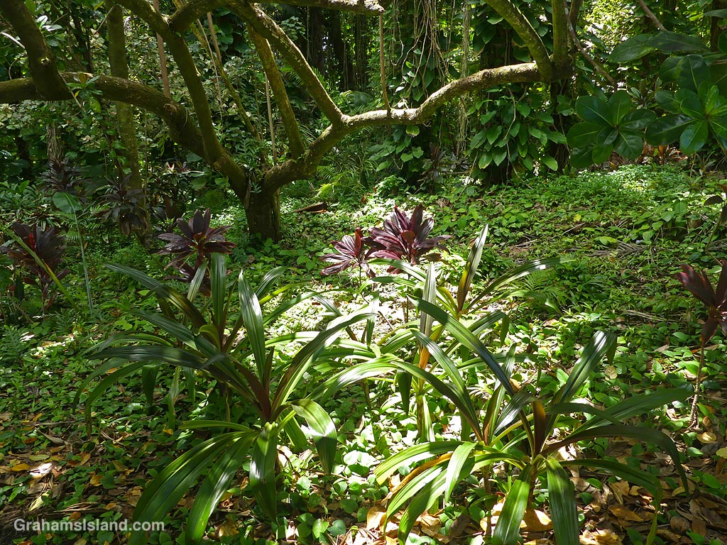Tropical foliage at Hawaii Tropical Bioreserve and Gardens