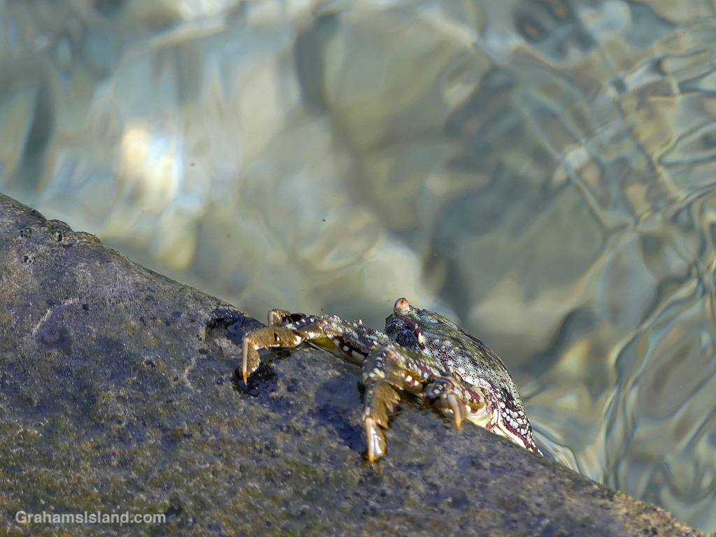 An Aama Crab hangs onto the edge of a dock at Kawaihae Harbor in Hawaii