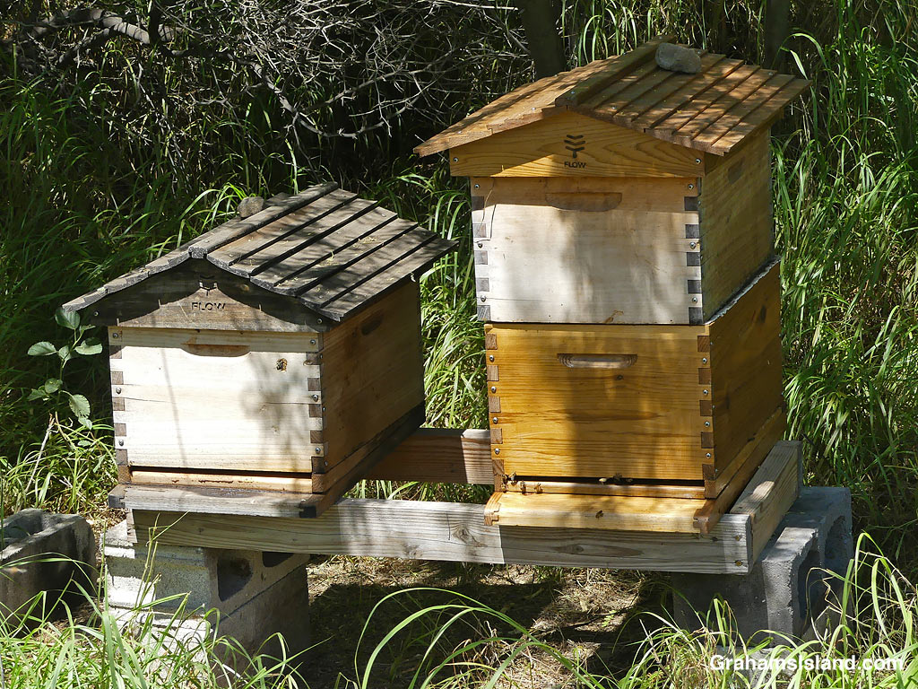 Bee hives at Hapuna Resort in Hawaii
