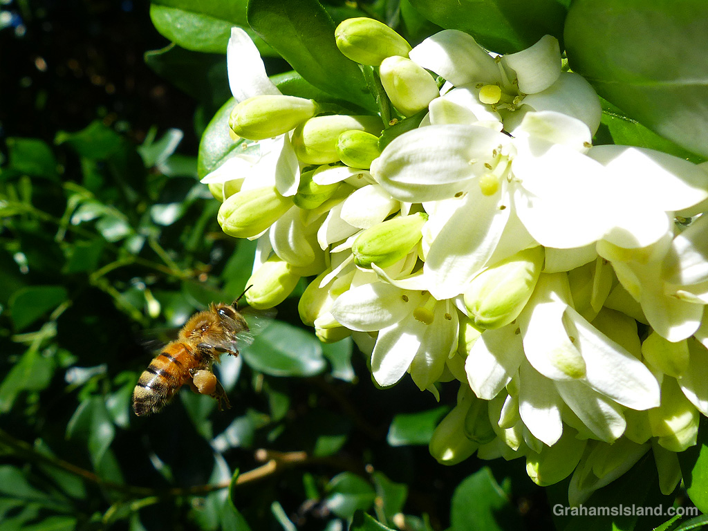 A Bee approaches a mock-orange in Hawaii