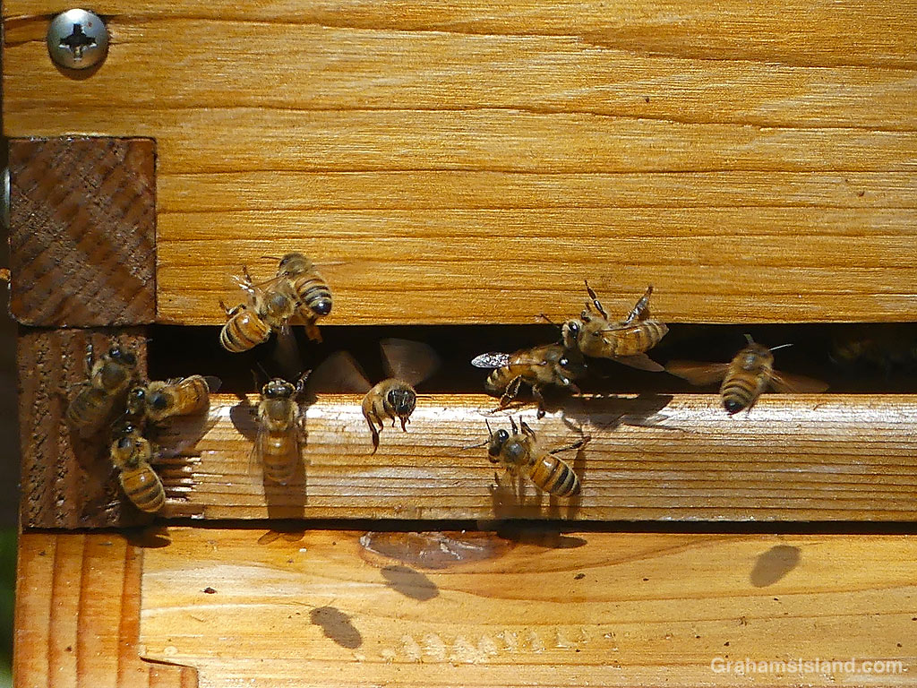 Bees at hive entrance at Hapuna Resort in Hawaii
