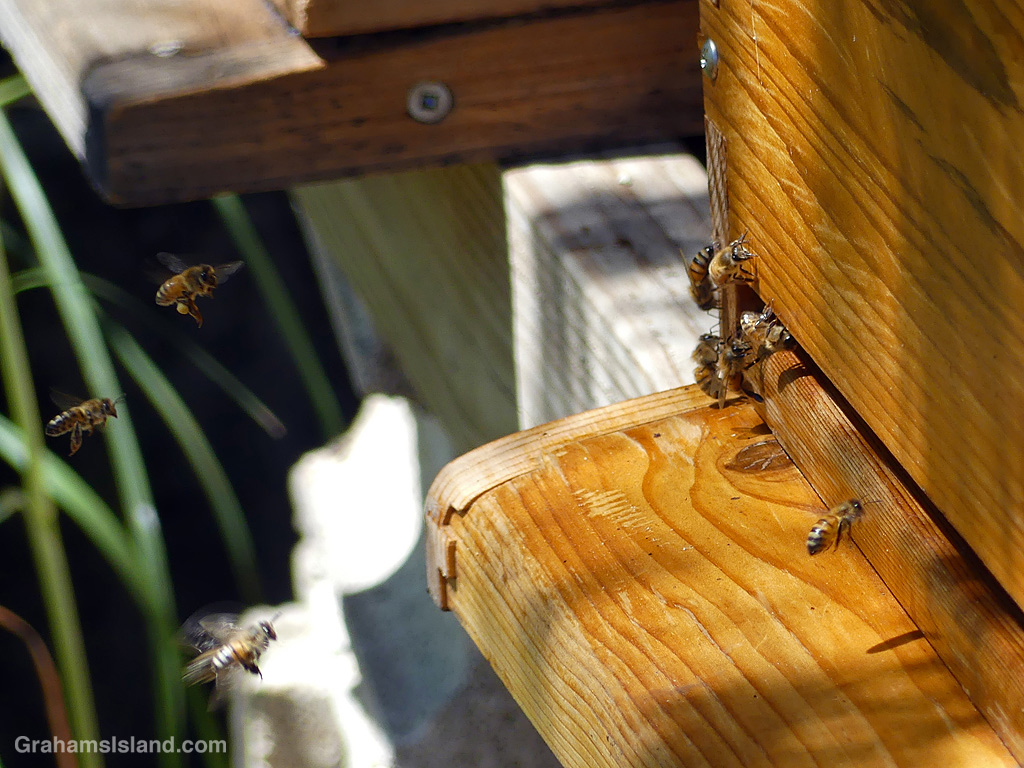 Bees at hive entrance at Hapuna Resort in Hawaii